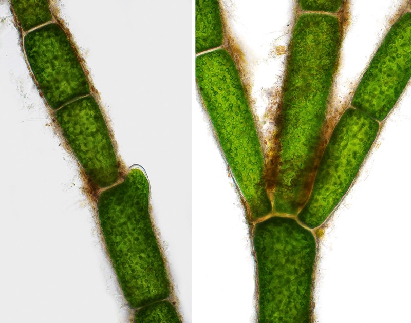 Кладофора редька дикая хвощ полевой. Cladophora rupestris. Кладофора клетка. Кладофора водоросль. Кладофора водоросль клетки.
